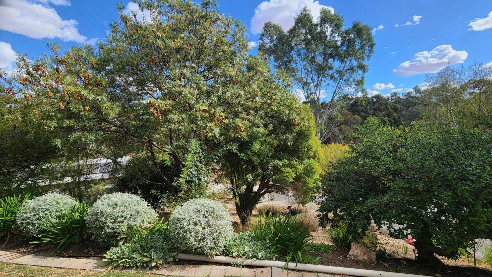 Riesling Trail & Clare Valley Cottages Bilik gambar